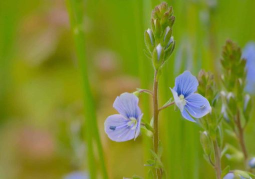 Veronica officinalis known as heath speedwell and common gypsywe