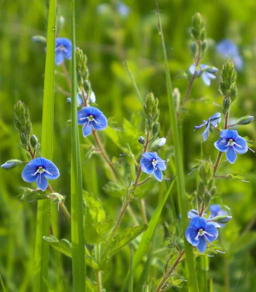 small blue meadow flowers close-up