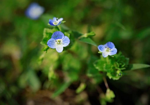 Delicate tiny blue flowers of forget-me-not plant, Veronica offi