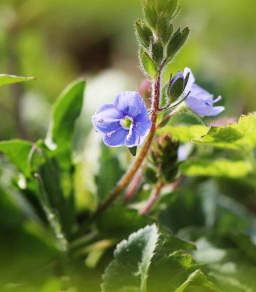 Veronica officinalis flower with blue bloom in summer time