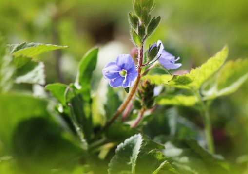 Veronica officinalis flower with blue bloom in summer time