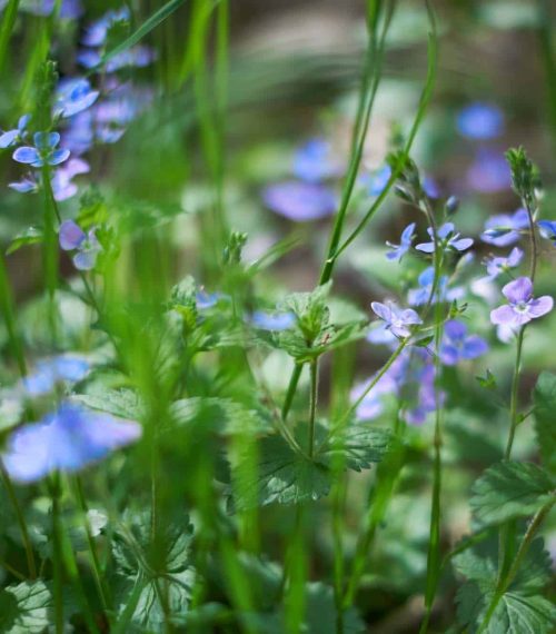 Tiny purple wildflowers floral bokeh. Soft, low shallow focus. V