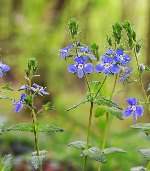 Speedwell flower, veronica officinalis known as heath speedwell and common gypsyweed