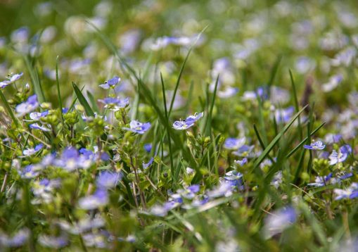 Spring or sommer meadow with grass and wild veronica flowers