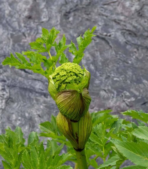 aufblühende Knospe von Engelwurz