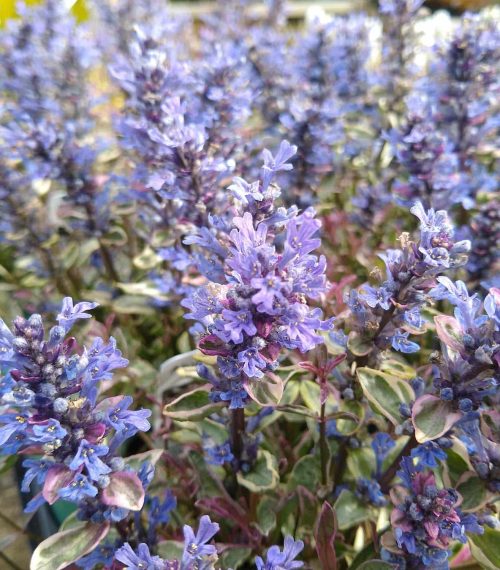 Ajuga reptans 'Dixie Chip'