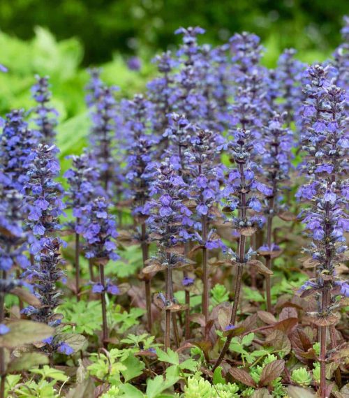 Ajuga reptans (Rotblättriger Günsel) in Blüte