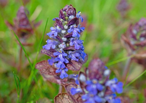 Rotblättriger Günsel, Ajuga reptans, Nahaufnahme