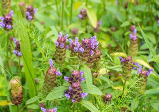 Flowers of a Common Selfheal, Prunella vulgaris growing on field. Honey and medicinal plants, Europe. Blooming of Prunella vulgaris on a sunny day. Self-heal, carpenter's herb, brownwort or blue curls