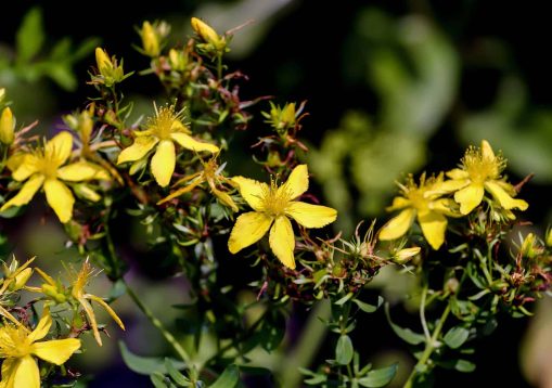 Flowers and buds of Chase-devil, Klamath weed, Tipton's Weed, or St. John's wort in summer- Hypericum perforatum - Bavaria, Germany