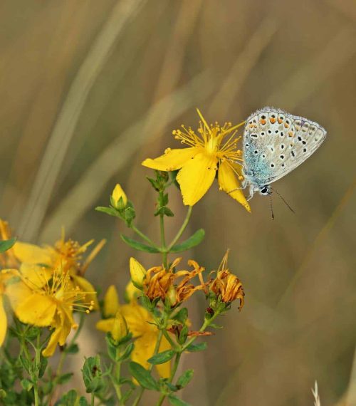 Männlicher Silbergrüner Bläuling (Polyommatus coridon) auf Jo