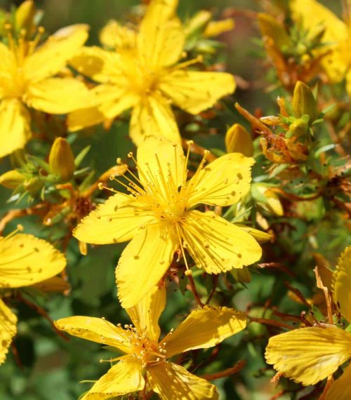 Yellow beautiful flowers of medical St.-John's wort