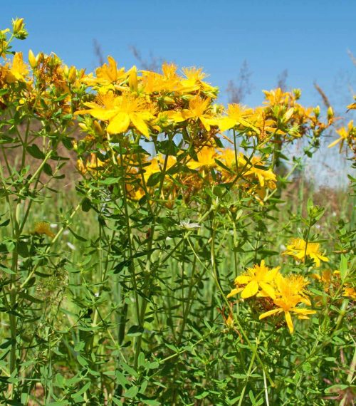 Johanniskraut - Hypericum perforatum