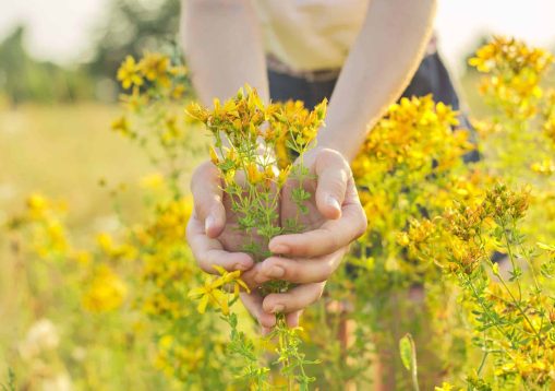 Medicinal herbs growing in wild meadow. Yellow blooming St. John's wort hypericum in girls hand. Natural herbal medicine, ecology, summer season