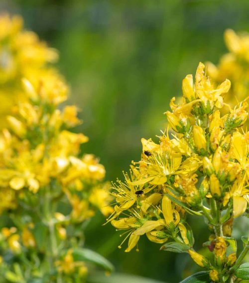 Close up of a Saint Johns wort (hypericum perforatum) plant in bloom