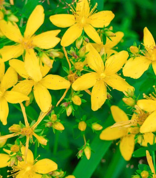 Hypericum perforatum flowers close-up (Yellow St. John's Wort). Antiviral and anti-inflammatory medicinal wild plant.