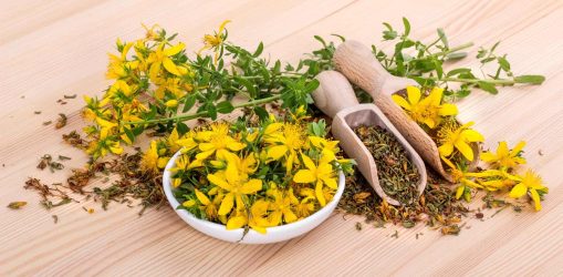 St. John's wort / dried and fresh, flowering St. John's wort