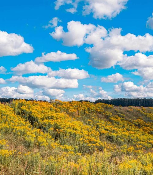 Solidago canadensis flowers in bright yellow on the slope of the ravine in autumn. In the distance forest and beautiful white clouds in the blue sky, Russian natural landscape.