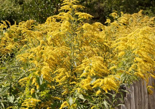 Canada goldenrods or Solidago canadensis. Close up on Branching