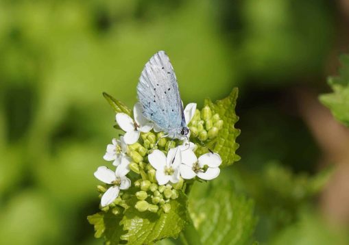 Holly blue (Celastrina argiolus), lycaenids or blues family. Flo