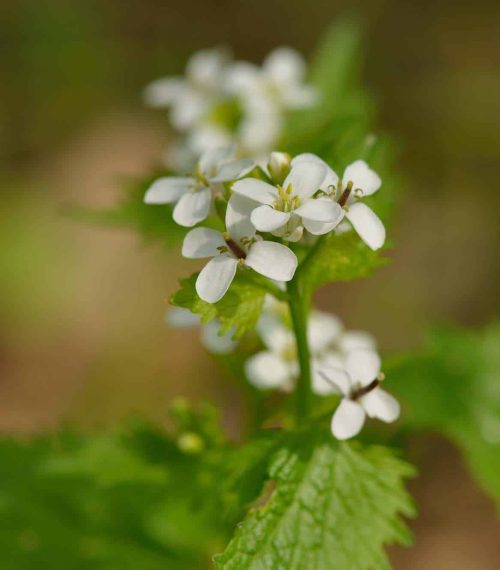 Knoblauchsrauke-Inhaltsdtoffe-Wildkräuter-Doktor-Heilmittel-Naturheilkunde-8