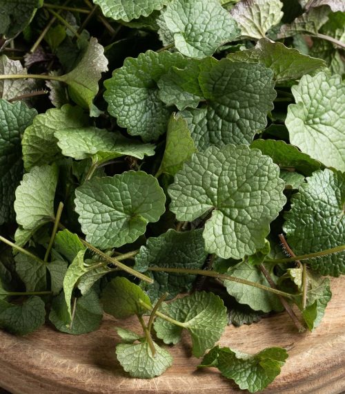 Garlic mustard or Alliaria petiolata leaves collected in early spring