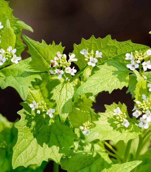 Garlic Mustard (Alliaria petiolata) with white flowers under the warm spring sun