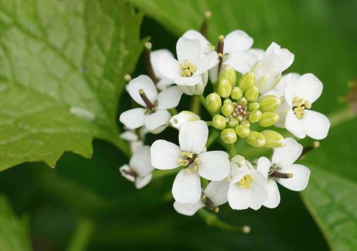 Natural closeup on the biennial white flower of garlic mustard, Alliaria petiolata with foliage