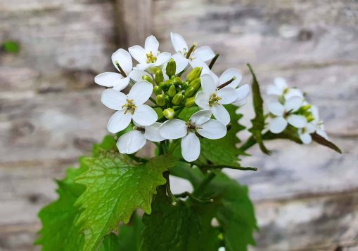 Alliaria petiolata a spring wildflower herb and spice plant with
