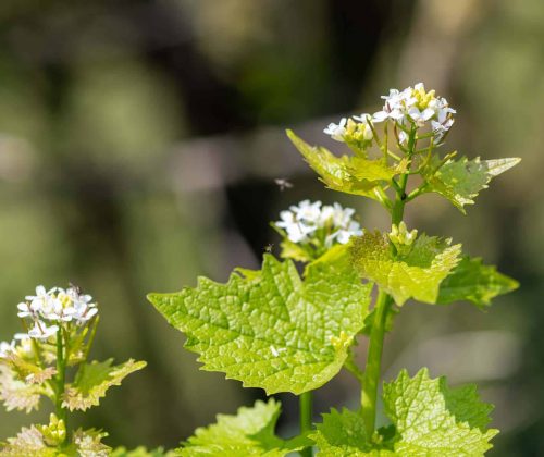 Close up of flowers on a garlic mustard (alliara petiolata) plant