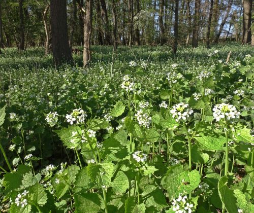 Knoblauchsrauke (Alliaria petiolata, Syn. Alliaria officinalis), auch Knoblauchskraut, Lauchkraut oder Knoblauchhederich in einem lichten Wald, Weilerswist, Nordrhein-Westfalen, Deutschland