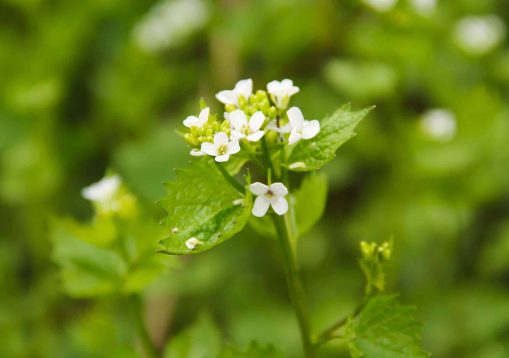 Close photo of blooming garlic mustard