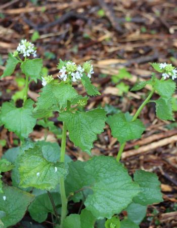 Hedge Garlic plants with white flowers and green leaves. Alliari