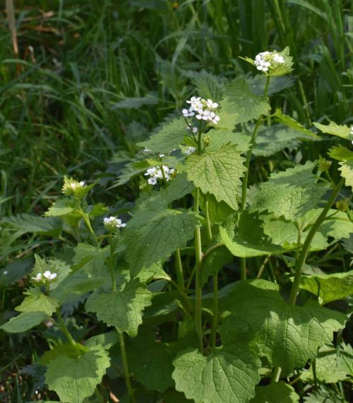 Garlic Mustard or Alliaria petiolata, with small white flowers,
