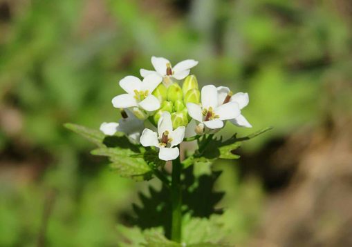 Alliaria petiolata