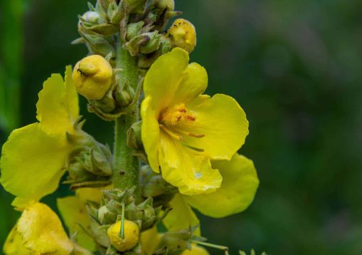 Verbascum densiflorum the well-known dense-flowered mullein.