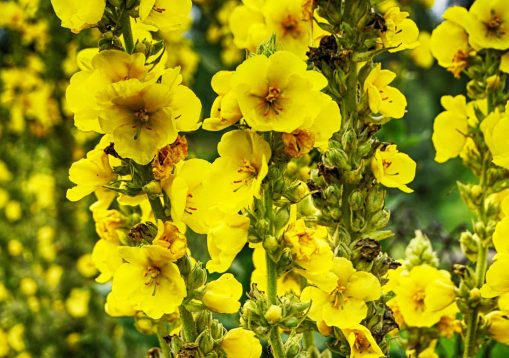 mullein plant with yellow flowers