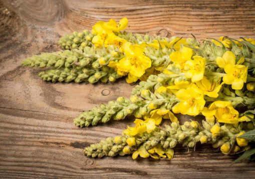 Verbascum densiflorum - mullein flower on a wooden background