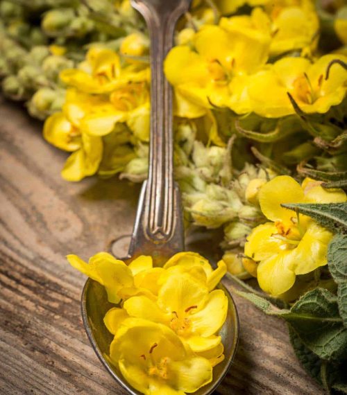 herbal flower - mullein - verbascum densiflorum