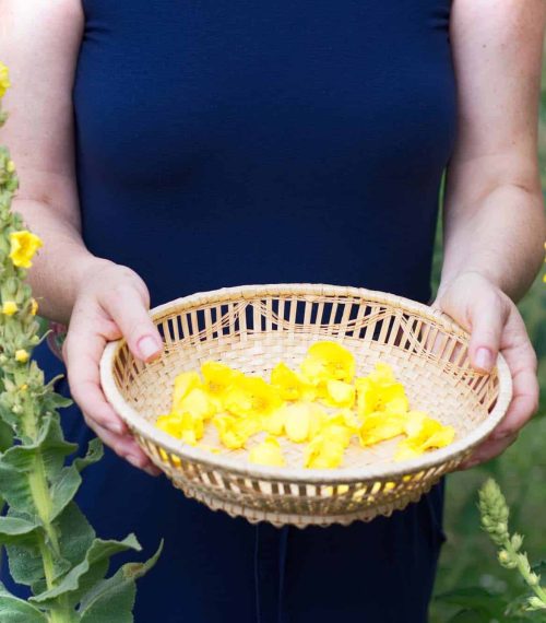 Woman collect mullein flowers to a wicker basket. Yellow verbasc