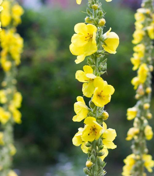 Yellow verbascum in the garden. Detail of  mullein flowers in su