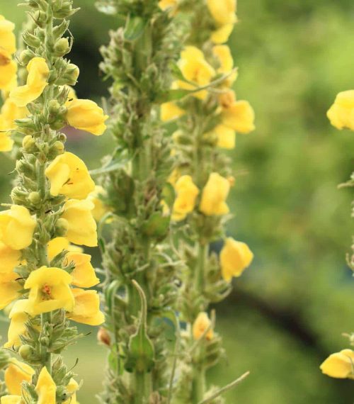 mullein flowers as very nice medical background