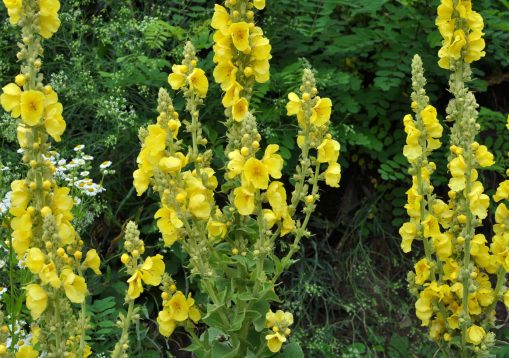 In the summer, mullein (Verbascum) blooms in the wild