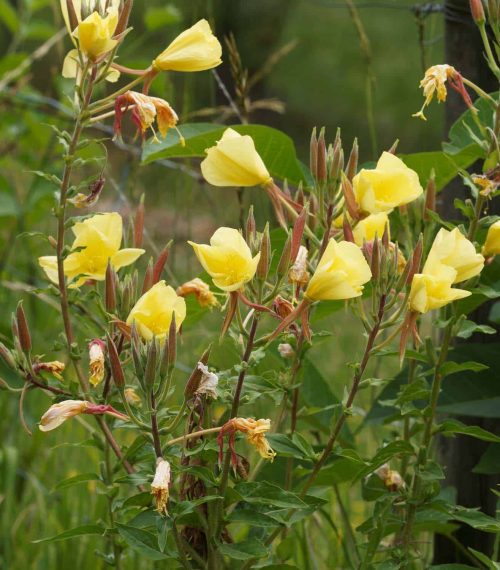 Oenothera biennis | Onagre bisannuelle aux boutons en cours d'é