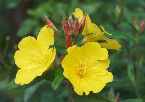 Common Evening primrose (Oenothera biennis). Called Evening star, Sundrop, Weedy evening primrose, German rampion, Hog weed and Fever-plant also