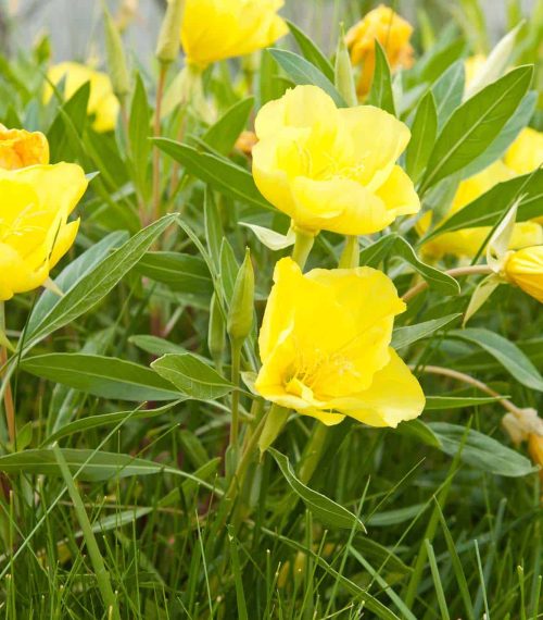 Oenothera yellow flower and leaves