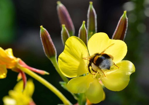 Bumble bee diving into blossom of evening primrose