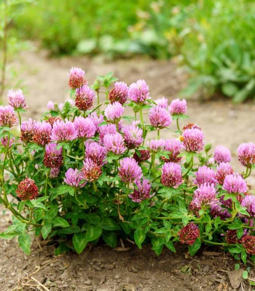 Flowers of violet clover Trifolium repens.The plant is edible, medicinal. Grown as a fodder plant. Selective focus