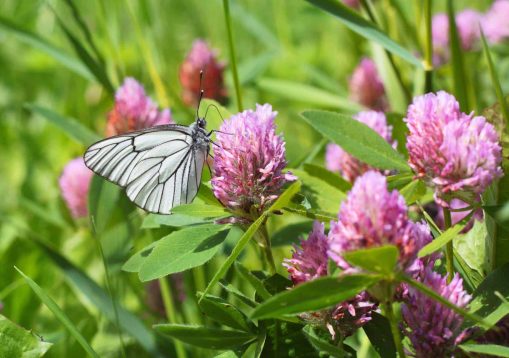 cabbage white butterfly on the clover flower