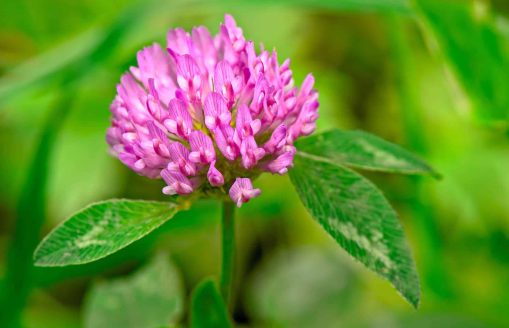 Red Clover (trifolium pratense) flowerhead